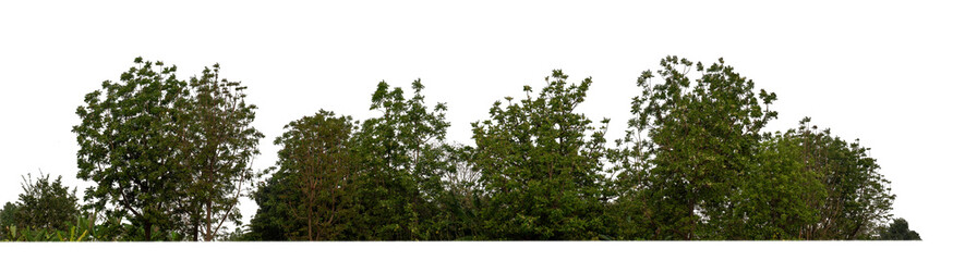 Green Trees isolated on white background.are Forest and foliage in summer for both printing and web pageswith cut path and alpha channel