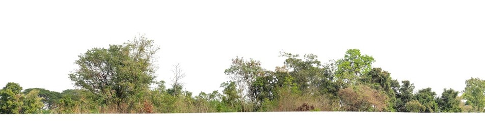 Fototapeta premium Green Trees isolated on white background.are Forest and foliage in summer for both printing and web pageswith cut path and alpha channel
