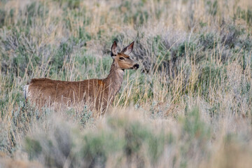 Naklejka na ściany i meble young impala antelope