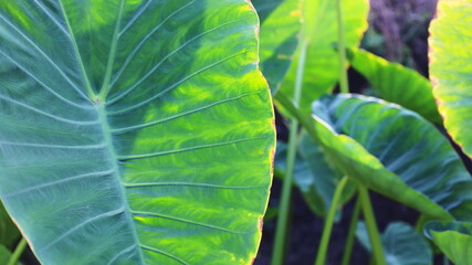 Elephant ears and morning sunlight. Natural light outdoor taro leaf background and texture on green plant background with copy space. Selective focus
