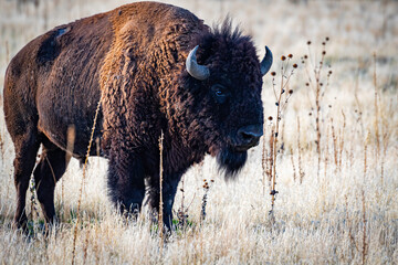 american bison buffalo © Wesley