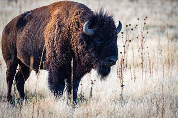 Papier Peint photo autocollant Bison american bison buffalo