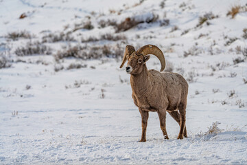 Naklejka premium mountain goat in the mountains