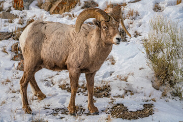 Obraz premium mountain goat in the snow