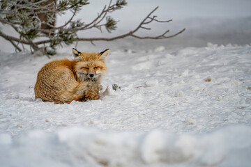 red fox in the snow