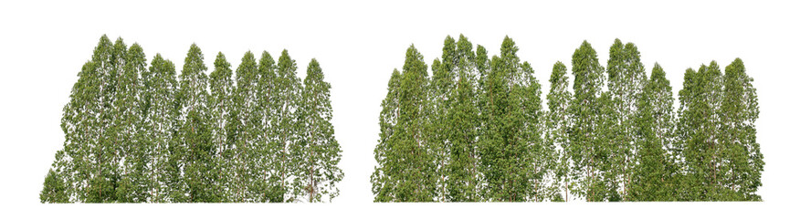 Fototapeta premium Green Trees isolated on white background.are Forest and foliage in summer for both printing and web pageswith cut path and alpha channel