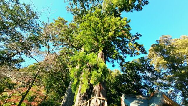 巨木　ローアングル