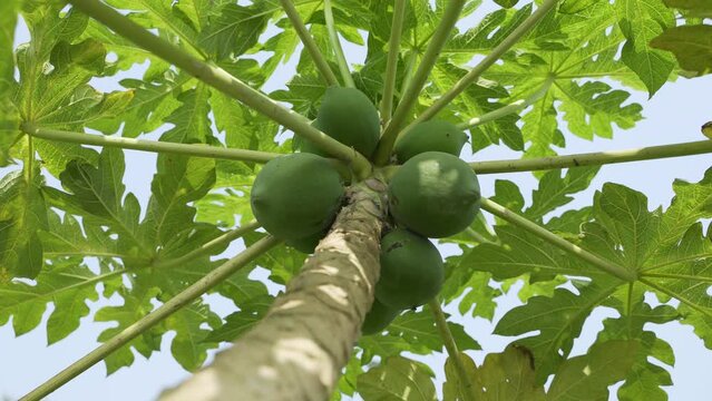The papaya is hanging on the tree.