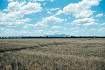campo