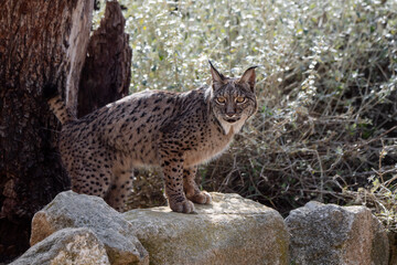 Iberian lynx marking its territory with urine