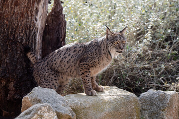 Iberian lynx marking its territory with urine