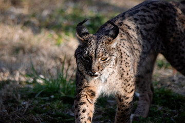Close up of an Iberian lynx (Lynx pardinus)