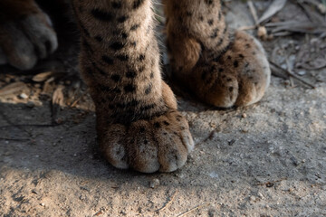 Detail of about the paws of an Iberian lynx (Lynx pardinus)