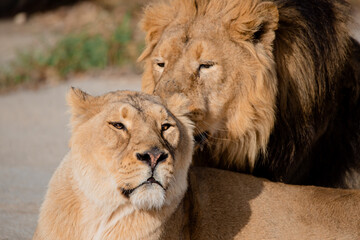 Male and female of asian lion (Panthera leo persica) in captivity