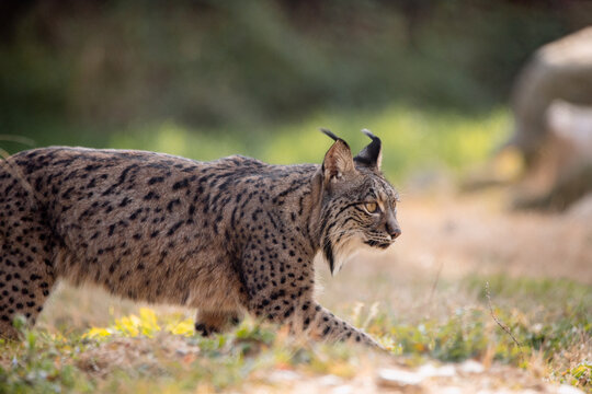 Iberian lynx walking in its habitat during the afternoon