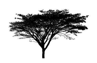Tree silhouette for brush on white background.