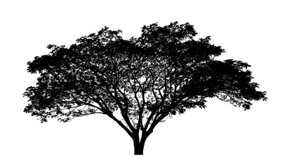 Fototapeta premium Tree silhouette for brush on white background.