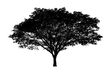 Tree silhouette for brush on white background.