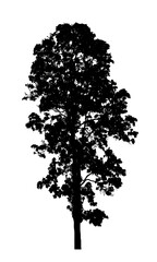 Fototapeta premium Tree silhouette for brush on white background.