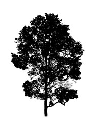 Tree on transparent picture background with clipping path, single tree with clipping path and alpha channel on black background