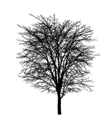 Obraz premium Tree silhouette for brush on white background.