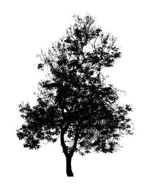 Tree silhouette for brush on white background.