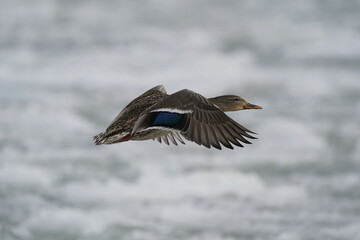 Fototapeta premium Mallards flying or floating on ice mats on waves at lake on overcast winter day