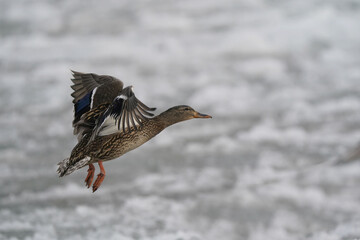 Mallards flying or floating on ice mats on waves at lake on overcast winter day