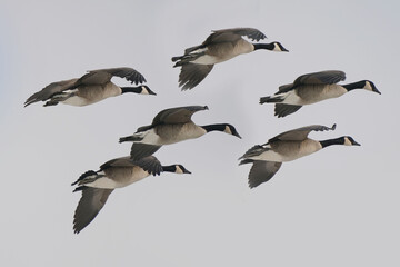Canada geese flying in to harbour in winter against an overcast winter sky
