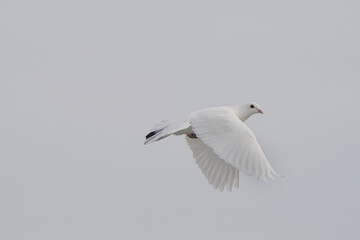 Rock pigeon in flight around harbour on overcast winter afternoon. Escaped tame bird
