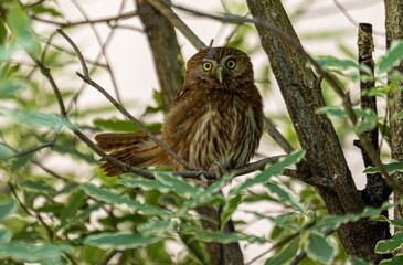 Argentina, an Austral Pygmy Owl sitting on branch