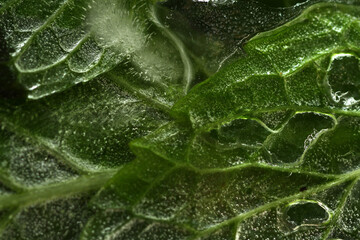 Macro shot of frozen mint leaf