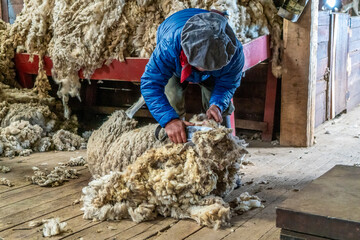 Argentina, Patagonia, a  farm worker is shearing a Patagonian sheep in an Estancia near El...