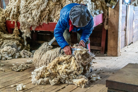 Argentina, Patagonia, a  farm worker is shearing a Patagonian sheep in an Estancia near El Calafate. 