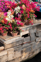 Old river boat with colorful flowers during lunar new year celebrations and floating flower market
