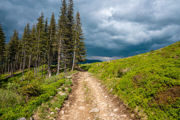 Scenic view of bushes and spruce trees covered on both sides of footpath. Coniferous trees on hill against cloudy sky