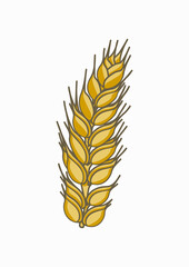 Wheat illustration in summer