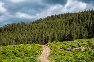 Beautiful view of green landsscape of tracks between bushes against dense coniferous spruce tree...