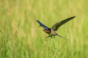 グリーンバックに餌を探して飛ぶツバメ幼鳥