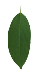 Cut out outline green leaf isolated on white background