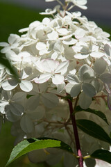 white hydrangea flower blossom in morning garden. Romantic floral background