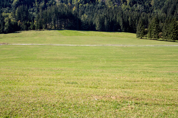 Fototapeta na wymiar mountain glade, a clearing field in the middle of an alpine forest of triglav national park in Bled in the julian alps in Slovenia, in summer......