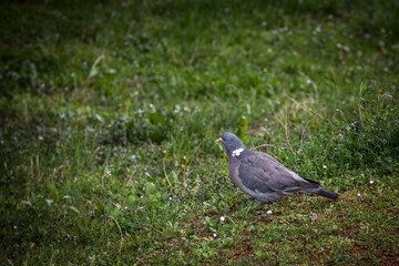Selective blur on a pigeon, alone, standing in the grass in a city park.It belongs to columba palumbus, also known as Common wood pigeon, one of the most common species of pigeon...