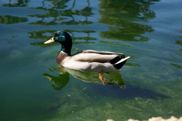 Duck swimming in the lake