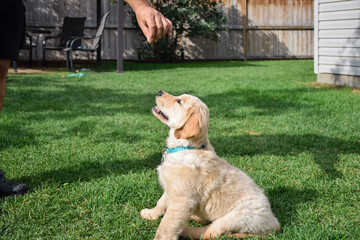 Small golden retriever puppy getting a treat from a man in a backyard