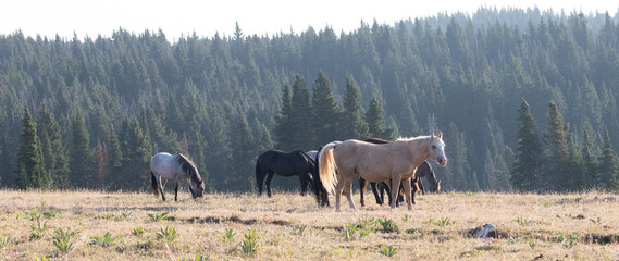 Golden Palomino Band Stallion with his herd of wild horses in the Pryor Mountains in Montana United...