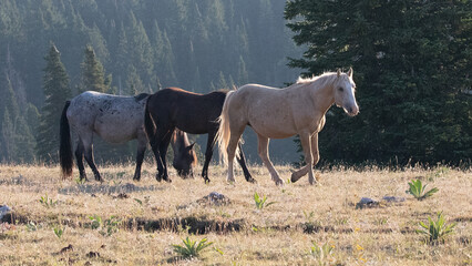 Golden Palomino Band Stallion with his herd of wild horses in the Pryor Mountains in Montana United...