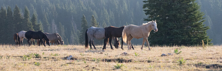 Golden Palomino Band Stallion with his herd of wild horses in the Pryor Mountains in Montana United...