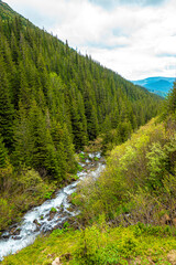 Fototapeta na wymiar Scenic view of stream of mountain water flowing between the trees in forest. Dense forest landscape
