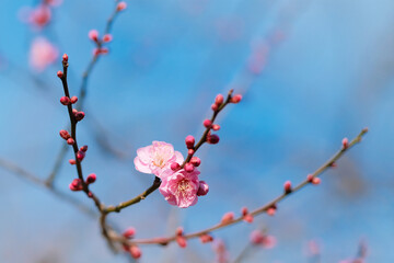 梅の花　日本